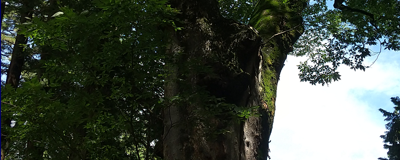 樹齢1000年の欅